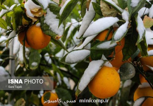 تغییرات اقلیمی سبب تغییر طول و کیفیت فصل ها در ایران شده است
