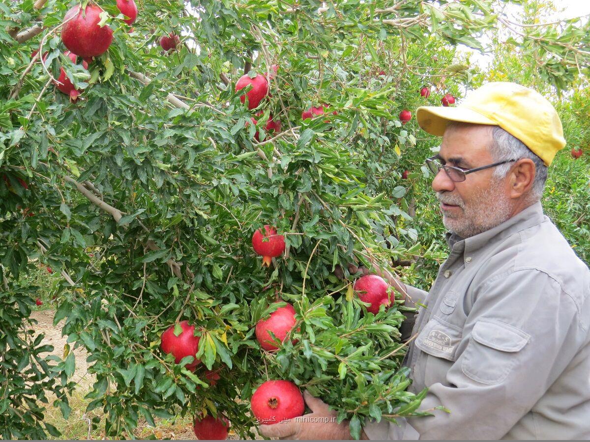 علم و فناوری، تنها راه برون رفت از محدودیت های اقلیمی