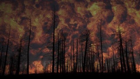 توسعه ردیابی برای شناسایی آتش سوزی جنگل ها